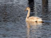 Höckerschwan Jungvogel